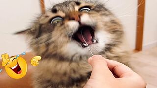 Funniest Animals Video - Best Cats???? and Dogs???? Videos of 2023 !