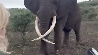 Crazy Elephant ????????????