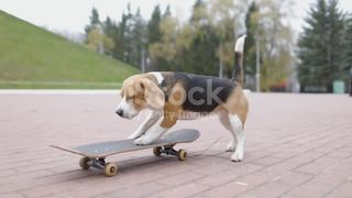 skeeting dog