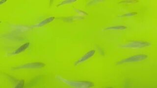 Fish form