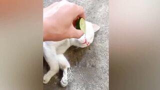 Funniest Animals ???? Funny Cats and Dogs Videos 2023