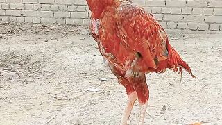 Punjabi aseel