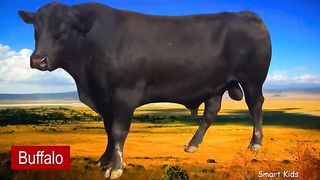 Learn names Farm animals  in Eangalish
