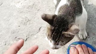 cat sath funny video ???????? wait for end ???? #fistvlogviral #vlog #funny #cat #funnyvideo #ytshort #last
