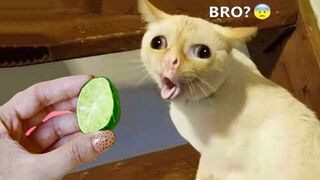 Funny Cats  and Dogs  - Awesome Funny Animals Videos Episode # 33