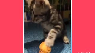 Cute pets video