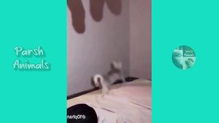 Funny animals - funny cats -dog - funny animal video