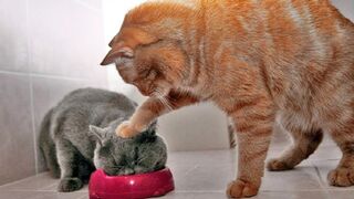 Best Funny Animal Videos Of The 2023 ???? - Funniest Cats And Dogs Videos ????????