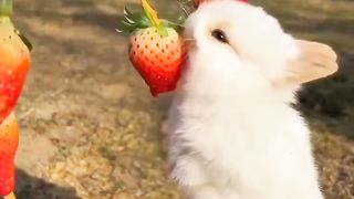 Rabbit strawberry eating