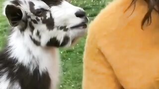 Bakra Hot On Girl ????
