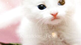 cute cat.