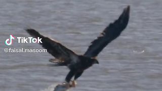 Eagle attack fish
