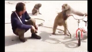 Cute monkeys video