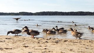 Duck/birds/sea /video/viral