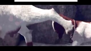 funny baby goat
