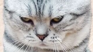 Funny cat