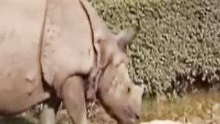 Top funny Animals