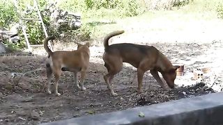 Dog_Traditional_Meeting_Dog(360p).