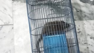 Rat caught, mouse