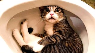 Funny  Cats   and  Dogs  - Awesome Funny  Animals Video.Episode # 26