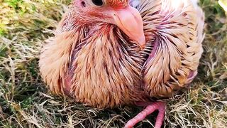 Cute Yallow Danish Baby pigeon