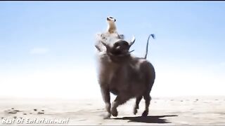 Funny animals video
