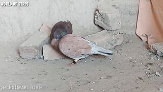 Video pegne baby growth