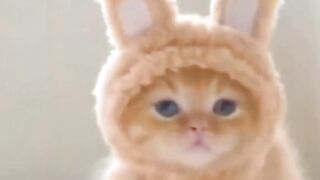 Funny ???? animals