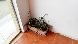 Elegant Plant for Your Home Decoration