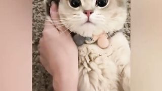 Funny  Cats   and  Dogs  - Awesome Funny  Animals Video. Episode # 25