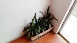 New Creative House Decoration Plant