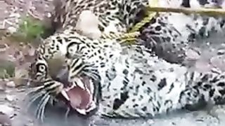 Angry Leopard caught