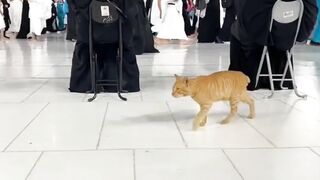Masjid Al Haram Makkah -- _shorts _viral _shortvideo _makkah
