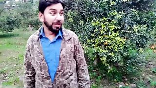 سرگودھا کے باغات د