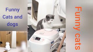 Funny animal