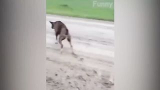Funniest Animals ???? 2023