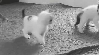 Cat enjoying with one another