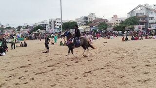 Beautiful horse slow motion video