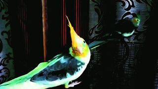 charcoal cockatiel male female