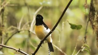 Amazing birds
