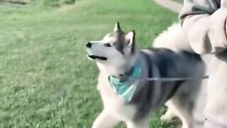 FUNNY ANIMALS VIDEO COMPILATION