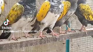 Babe peogens