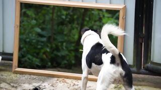 Are You Serious-... Dog Prank on Mirror