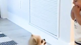 Amazing funny dog