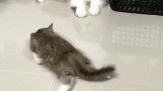 Cute kitten funny clips ????????????????????