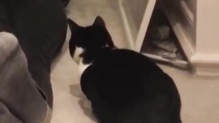 Beautiful cats funny video clips ????☺️☺️????????????????????????????