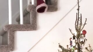 Cute Cats Funny Moments