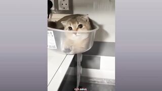 Funny Dog And Cat ???????????? Funniest Animals #197