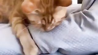funny cat(;