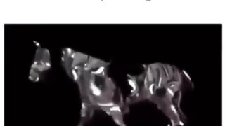 Horse moving